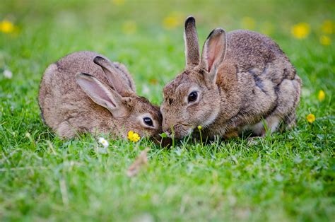 The rabbit - Learn about rabbits, the herbivorous mammals with more than 300 species and distinctive ears. Find out their scientific name, evolution, appearance, behavior, and more.